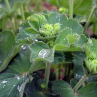 Ladys mantle (Alchemilla xanthochlora)  seeds