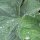 Ladys mantle (Alchemilla xanthochlora)  seeds