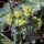 Ladys mantle (Alchemilla xanthochlora)  seeds