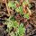 Ladys mantle (Alchemilla xanthochlora)  seeds