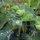 Ladys mantle (Alchemilla xanthochlora)  seeds