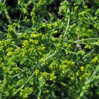 Yellow Bedstraw (Galium verum) organic seeds