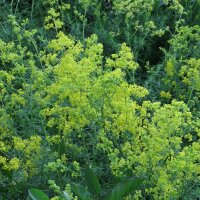 Yellow Bedstraw (Galium verum) organic