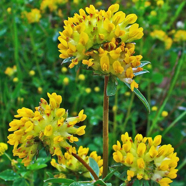 Common Kidneyvetch (Anthyllis vulneraria) seeds