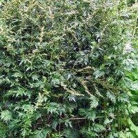 Mugwort (Artemisia vulgaris) organic