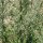 Mugwort (Artemisia vulgaris) organic seeds
