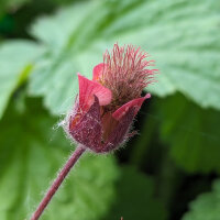 Water Avens (Geum rivale) organic seeds