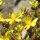 St Johns Wort (Hypericum perforatum) organic seeds