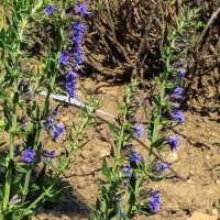 Hyssop (Hyssopus officinalis) organic seeds