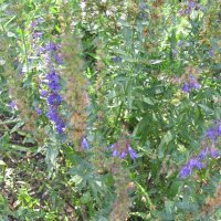 Hyssop (Hyssopus officinalis) organic seeds