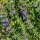 Hyssop (Hyssopus officinalis) organic seeds