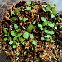 Elecampane (Inula helenium) organic seeds