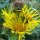 Elecampane (Inula helenium) organic seeds