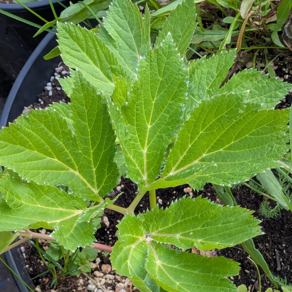 Masterwort (Peucedanum ostruthium) organic seeds