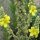 Mullein (Verbascum densiflorum) organic seeds