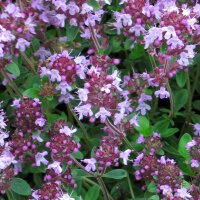 Broad-Leaved Thyme (Thymus pulegioides) organic seeds