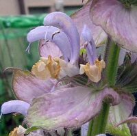 Clary sage (Salvia sclarea) organic