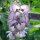Clary sage (Salvia sclarea) organic seeds