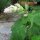 Clary sage (Salvia sclarea) organic seeds