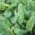 Clary sage (Salvia sclarea) organic seeds