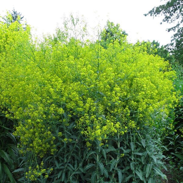 Woad (Isatis tinctoria) organic seeds