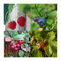 Berry Snack Garden (Organic) - Seed kit