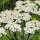 Milfoil Yarrow (Achillea millefolium) organic seeds