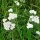 Milfoil Yarrow (Achillea millefolium) organic seeds