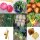 Medium Feeder Vegetables For A Raised Bed (Organic) - Seed kit gift box