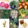 Medium Feeder Vegetables For A Raised Bed (Organic) - Seed kit