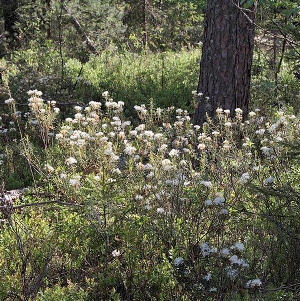 Marsh Labrador Tea (Ledum palustre) seeds