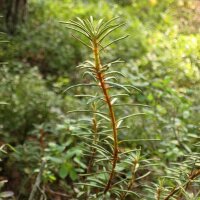 Marsh Labrador Tea (Ledum palustre) seeds