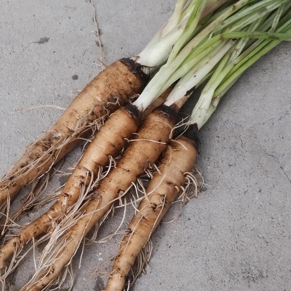 Purple Salsify (Tragopogon porrifolius) organic seeds