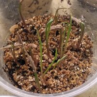 Purple Salsify (Tragopogon porrifolius) organic seeds