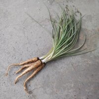 Purple Salsify (Tragopogon porrifolius) organic seeds