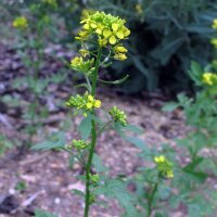 White Mustard (Sinapis alba) organic seeds