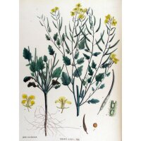 White Mustard (Sinapis alba) organic seeds