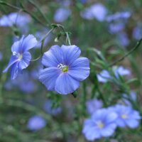 Linseed / Flax (Linum usitatissimum) organic seeds