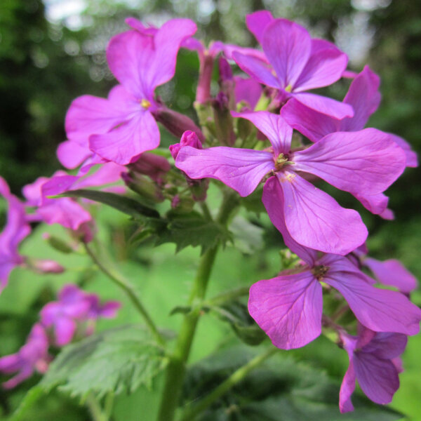 Annual Honesty (Lunaria annua) seeds