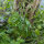 Annual honesty (Lunaria annua) seeds