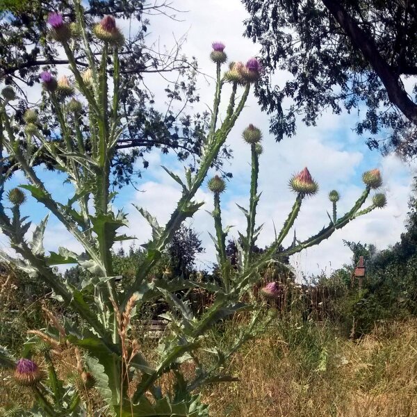 Cotton thistle (Onopordum acanthium) seeds