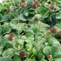 Wood Avens (Geum urbanum) organic seeds