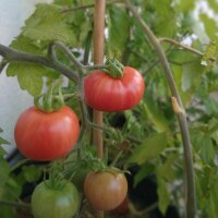 Wild Humboldt Tomato (Solanum pimpinellifolium var....