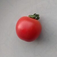 Wild Humboldt Tomato (Solanum pimpinellifolium var. humboldtii) seeds