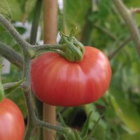 Wild Humboldt Tomato (Solanum pimpinellifolium var....