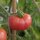 Wild Humboldt Tomato (Solanum pimpinellifolium var. humboldtii) seeds