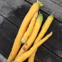 Colourful Carrot Mix (Organic)