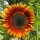 Common Sunflower Mix (Helianthus annuus) organic