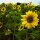Common Sunflower Mix (Helianthus annuus) organic