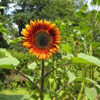 Sunflower Velvet Queen Helianthus annuus) organic seeds